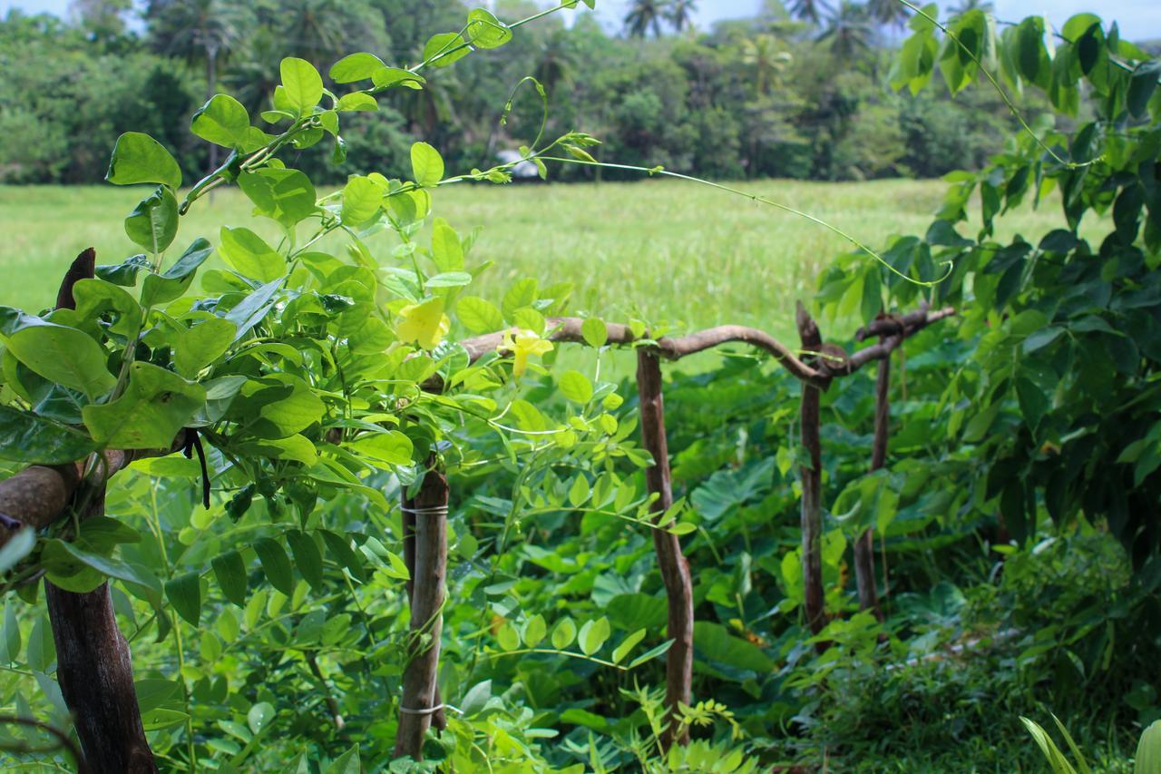 Paddy Field View Resort 미리사 외부 사진